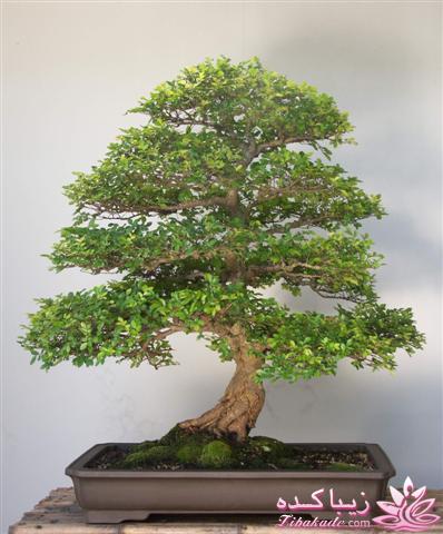 گیاهان آپارتمانی